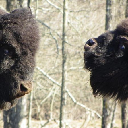 Parc Animalier Du Herisson Villa Дусиер Екстериор снимка