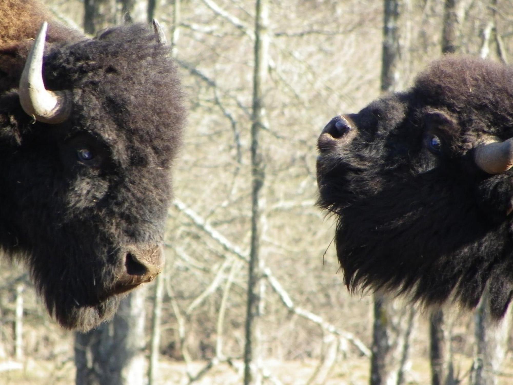 Parc Animalier Du Herisson Villa Дусиер Екстериор снимка