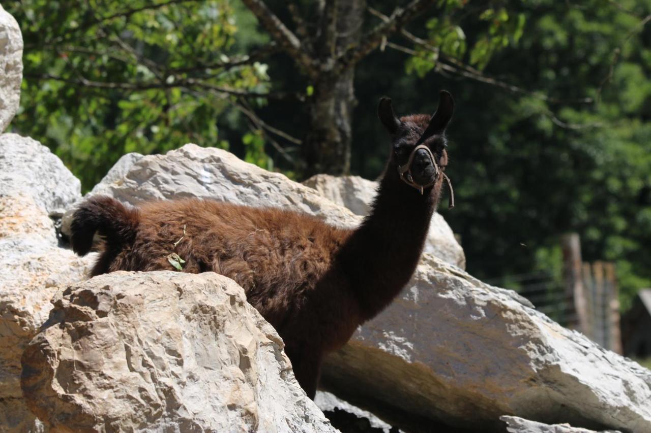 Parc Animalier Du Herisson Villa Дусиер Екстериор снимка