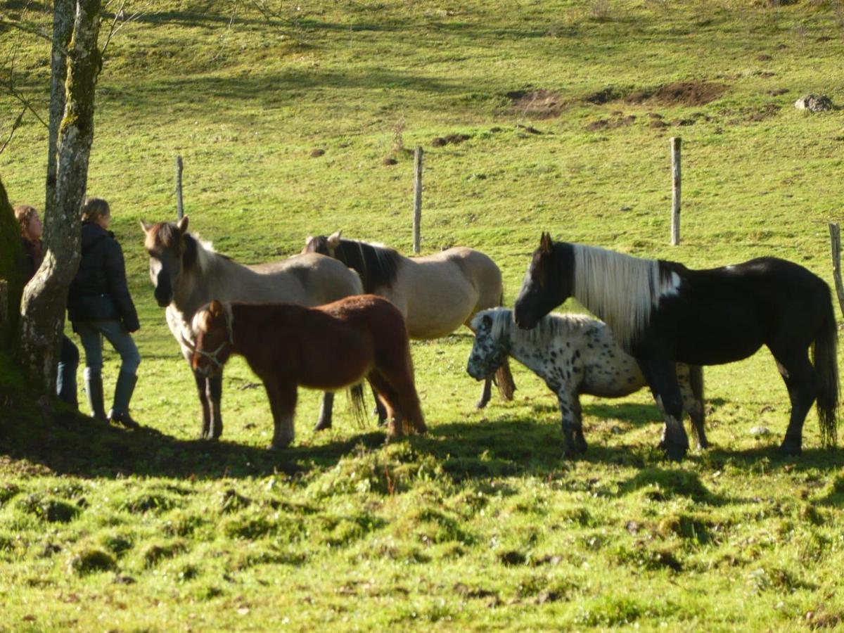Parc Animalier Du Herisson Villa Дусиер Екстериор снимка