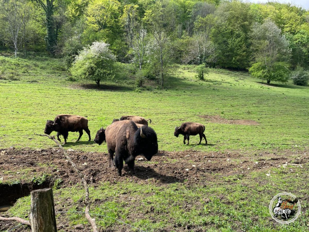 Parc Animalier Du Herisson Villa Дусиер Екстериор снимка